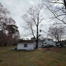 Tree-Removals-in-Easton-MD 0